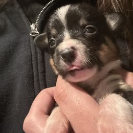 Cookie - Black and tan female Pembroke Welsh Corgi puppy in Orangevale, California from Corgis of the Heart