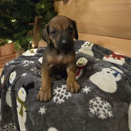 Angus  Black Orange Collar - Rd whtn blk nose male Rhodesian Ridgeback puppy in Gaffney, South Carolina from Circle D Farms