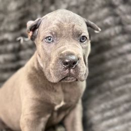 Scotch - Gray male Cane Corso puppy in Russellville, Missouri from Soaring Royalty Canines LLC