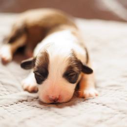 Girl 1 - Sable female Pembroke Welsh Corgi puppy in La Grange, Wyoming from Merrygold Corgis