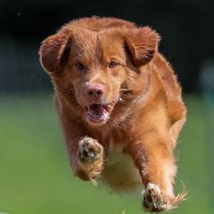 Nova Scotia Duck Tolling Retrievers from Jemstone’s Tollers
