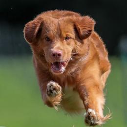 Nova Scotia Duck Tolling Retrievers from Jemstone’s Tollers