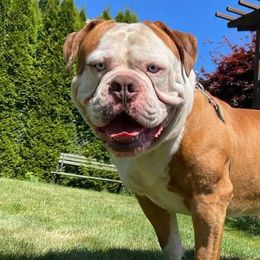 American Bulldogs from Stewart’s American Bulldogs