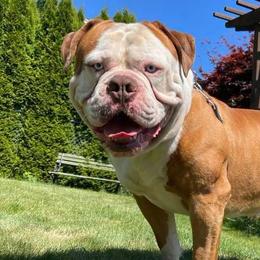 American Bulldogs from Stewart’s American Bulldogs