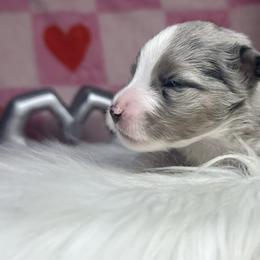 Ranger - Blue merle male Miniature Australian Shepherd puppy in Wauchula, Florida from Sun & Moon Aussies