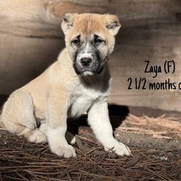 Zaya - Fawn female Central Asian Shepherd Dog puppy in Island City, Oregon from Alabaivalley