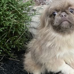 Kayla - Light red Pekingese puppy in Cumming, Georgia from Imperial Pekingese