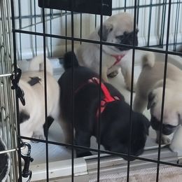Pug Puppies from Pug Place Phoenix
