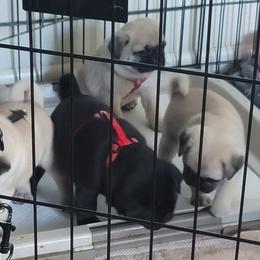Pug Puppies from Pug Place Phoenix
