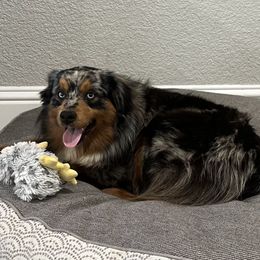 Bourbon - Miniature Australian Shepherd