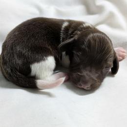 Maroon - Piebald male Dachshund puppy in Sonora, Kentucky from Maple Hill Miniature Dachshunds