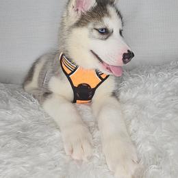 Siberian Husky Puppies from Springfield Huskies