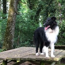 Magic - Old Time Scotch Collie