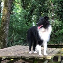 Magic - Old Time Scotch Collie