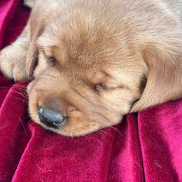 Red Collar - Yellow male Labrador Retriever puppy in Beaverdam, Virginia from Gold Heart Labradors