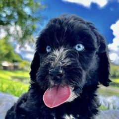Bernedoodles, Double Doodles, and Goldendoodles from Florida Doodles