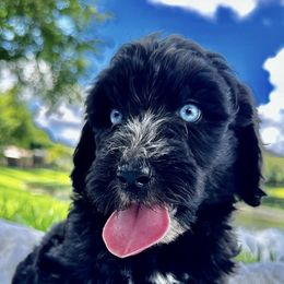 Bernedoodles, Double Doodles, and Goldendoodles from Florida Doodles