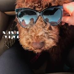 Double Doodle and Morkie Puppies from McCormack Morkies + Merle Doodles