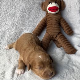 Girl 1 - Apricot female Goldendoodle puppy in Lapeer, Michigan from Doodle All Day