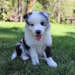Border Collie Puppies from Team Reeves Ranch
