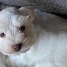 Miniature Schnauzer Puppies from Enchanted Paws