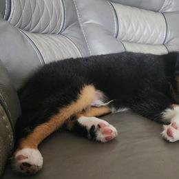 Toy Australian Shepherd All Grown Up from Alexandra Meadors