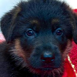 ROSE - Black and red female German Shepherd puppy in Yorkville, Illinois from Vom Archbold Haus World Class German Shepherds