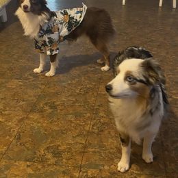 Toy Australian Shepherd All Grown Up from Lumin Toy and Mini Aussies