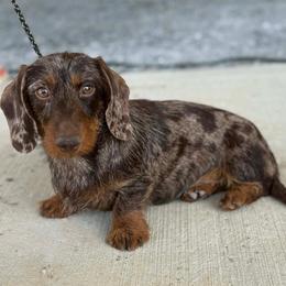 CH Skeletor - Dachshund