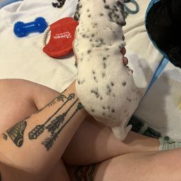 Dalmatian Puppies from Hallmark Dalmatians;
