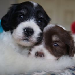 Polish Lowland Sheepdogs from EnchantingPON