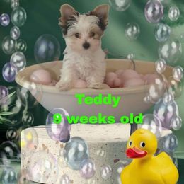 Green Boy - Parti male Yorkshire Terrier puppy in Inverness, Florida from Luvayorkie&more