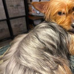 Gypsy - Yorkshire Terrier