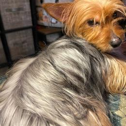 Gypsy - Yorkshire Terrier