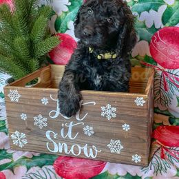 Goldendoodle Puppies from Owen-a-Doodle