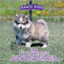 Eclair - Blue female Pomsky puppy in Humeston, Iowa from M.A.R. Dogs