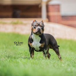 American Bully All Grown Up from LA Bully Cartel