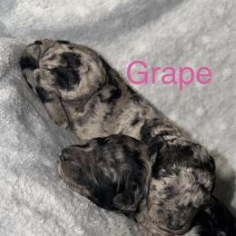 Grape - Merle female Goldendoodle puppy in Richmond, Texas from Harper’s Heartbeats