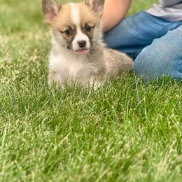 Pita - Red female Pembroke Welsh Corgi puppy in Hand County, South Dakota from Hills End Corgis