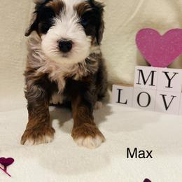 Max - Merle male Bernedoodle puppy in Sandy, Oregon from MC Doodles