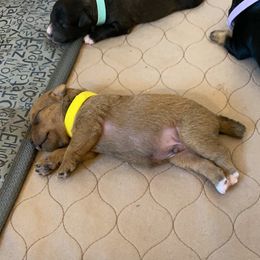 Schnoodle Puppies from Noodle Tings Puppies