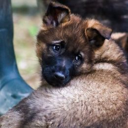 German Shepherd Puppies from vom Grenze Stadt German Shepherd Dogs