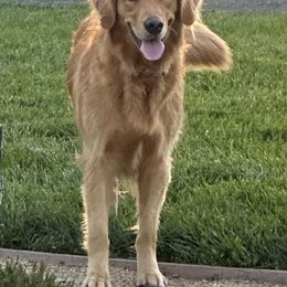 Golden Retriever All Grown Up from Sun Ridge Goldens