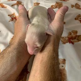 Girl 3 - Cream female Dachshund puppy in Vinton, Iowa from Lerch Family Dachshunds