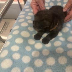 Boy - Pepper and salt male Standard Schnauzer puppy in Italy, Texas from Erregen kennels