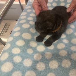 Boy - Pepper and salt male Standard Schnauzer puppy in Italy, Texas from Erregen kennels