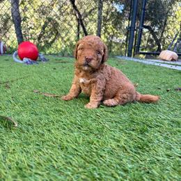 Merriweather - Red  female Goldendoodle puppy in Brooksville, Florida from Abby’s Standard Goldendoodles