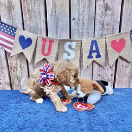 Independence Girl (light pink) - Brown female Cavapoo puppy in Modesto, California from Molly n Friends