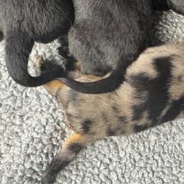 Girl 3 - Harlequin female Beauceron puppy in Henderson, Nevada from Joie de Vie Beaucerons