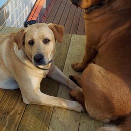 Labrador Retrievers from Garner's Labrador Retrievers